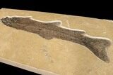 Fossil Fish (Notogoneus) From Wyoming - Huge For Species! #163449-6